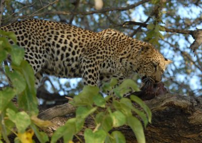 BotswanaJun12 0395.jpg