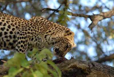 BotswanaJun12 0396.jpg