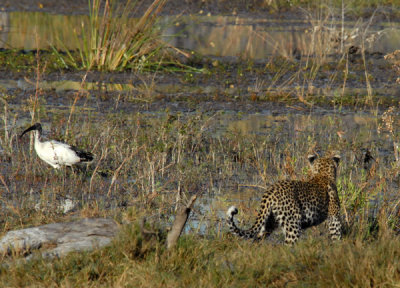 Leopard cub stalking birds