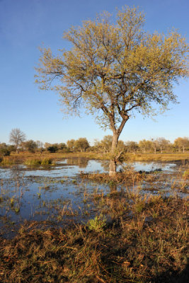 BotswanaJun12 0528.jpg