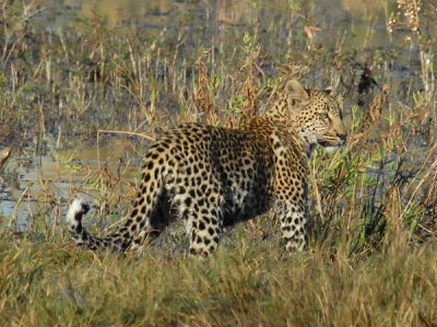 BotswanaJun12 0531.jpg