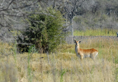 BotswanaJun12 0615.jpg