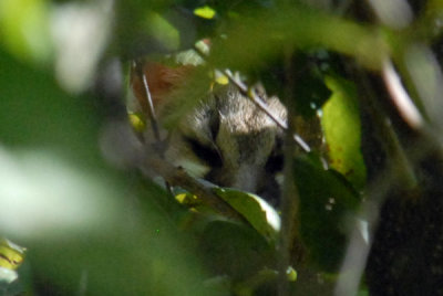 Genet - a small nocturnal cat-like predator - resting in a tree