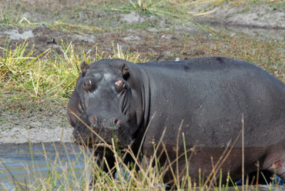 BotswanaJun12 0629.jpg