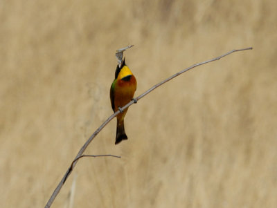 A Little Bee-eater milliseconds before catching a bug