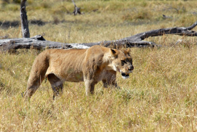 The second lioness