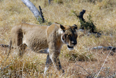 BotswanaJun12 0699.jpg