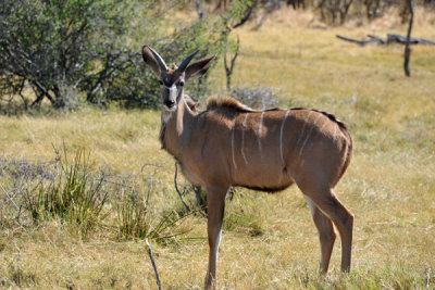 A young kudu buck 