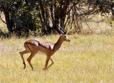 BotswanaJun12 0761.jpg