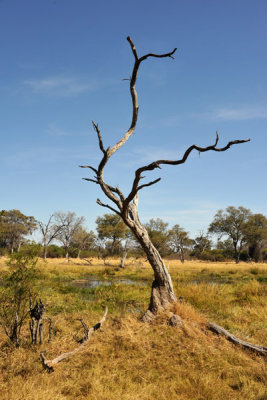 BotswanaJun12 0779.jpg