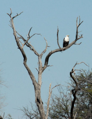 BotswanaJun12 0780.jpg