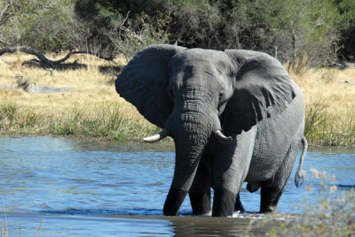 BotswanaJun12 0807.jpg