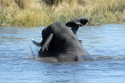 An elephant playing in the river