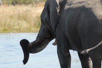 Elephant resting its trunk on a tusk