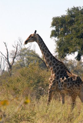 BotswanaJun12 0890.jpg