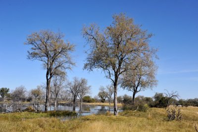 BotswanaJun12 0900.jpg