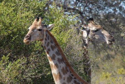 BotswanaJun12 0904.jpg