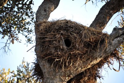Hammerkop nest