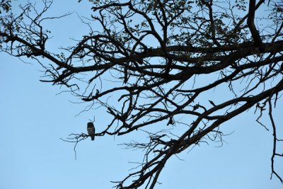 BotswanaJun12 0921.jpg