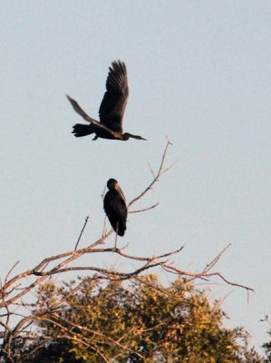 BotswanaJun12 0936.jpg