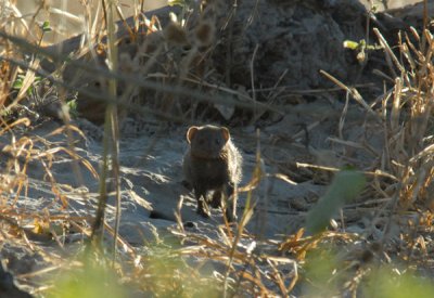 BotswanaJun12 0943.jpg