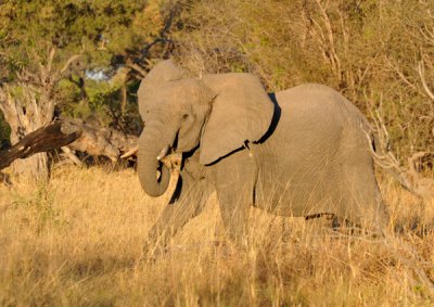 BotswanaJun12 0947.jpg