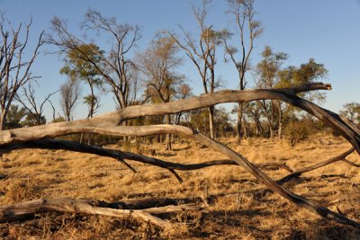BotswanaJun12 0992.jpg