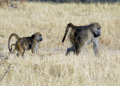 BotswanaJun12 1002.jpg