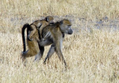 BotswanaJun12 1006.jpg
