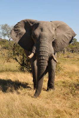 BotswanaJun12 1054.jpg