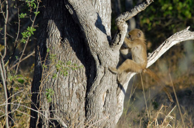Young baboon playing in a tree as we drive back to the airstrip