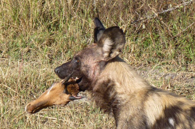 The other group found Wild Dogs