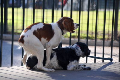 Doggie-style, Plaza General Lavalle