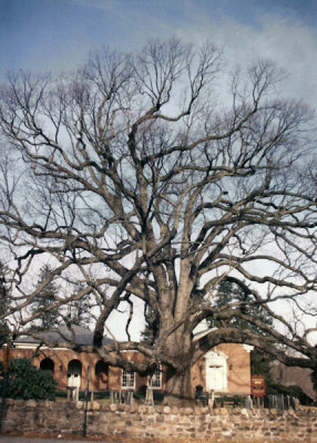 The Oldest Tree - Basking Ridge