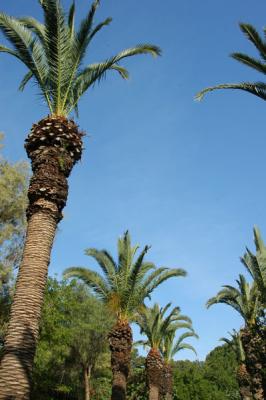 Palm trees and blue skies, Carthage
