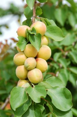 Apricot tree, Tunisia