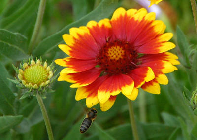 Flowers, Archaeological park of Sbeitla