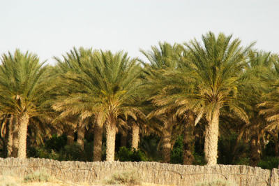 Palm oasis southwest of Nefta