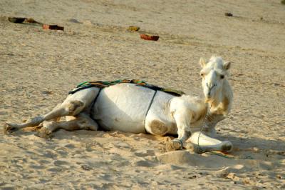 I never noticed that padded area on the camels chest