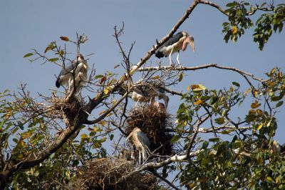 Storks nesting outside the Sheraton, Ternan Avenue, Kampala