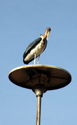 Maribou stork perching on a street light