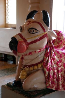 Sacred Cow, Kampala Hindu Temple