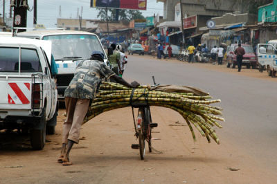 Man pushing a bicycle load of sugar cane up Makerere Hill Rd, Kampala