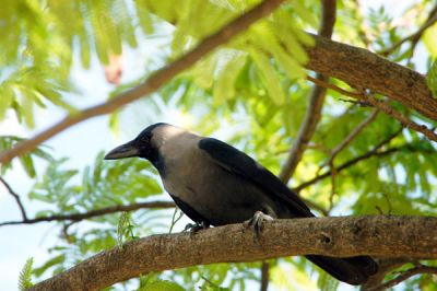 Crow, Dar es Salaam