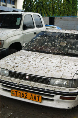 This car has been parked under the trees too long