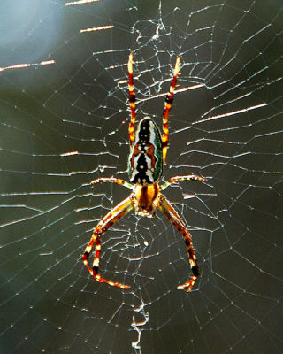 Orb Weaver Spider - Ku-ring-gai Chase National Park