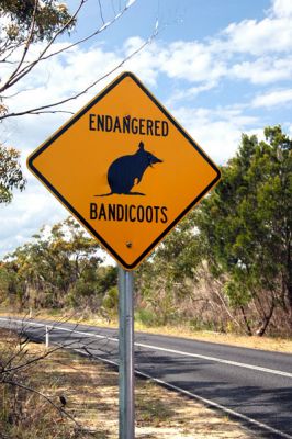 Wildlife sign - Endangered Bandicoots, Ku-ring-gai Chase