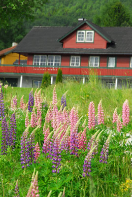 Flowers, Ringstad (near Stranda)