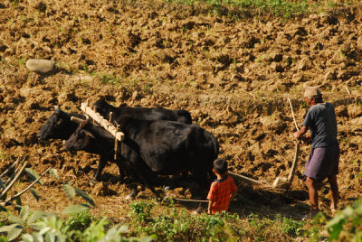 Man plowing a field while a boy watches