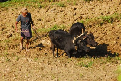 Plow team, Nepal